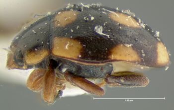 Media type: image;   Entomology 6710 Aspect: habitus lateral view